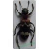 Thanasimus formicarius (Linnaeus, 1758) Przekrasek mróweczka